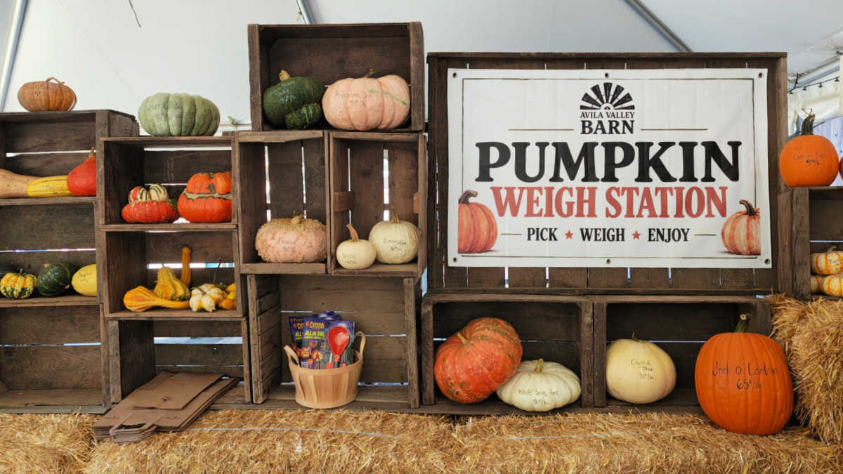 pumpkin weigh station avila valley barn