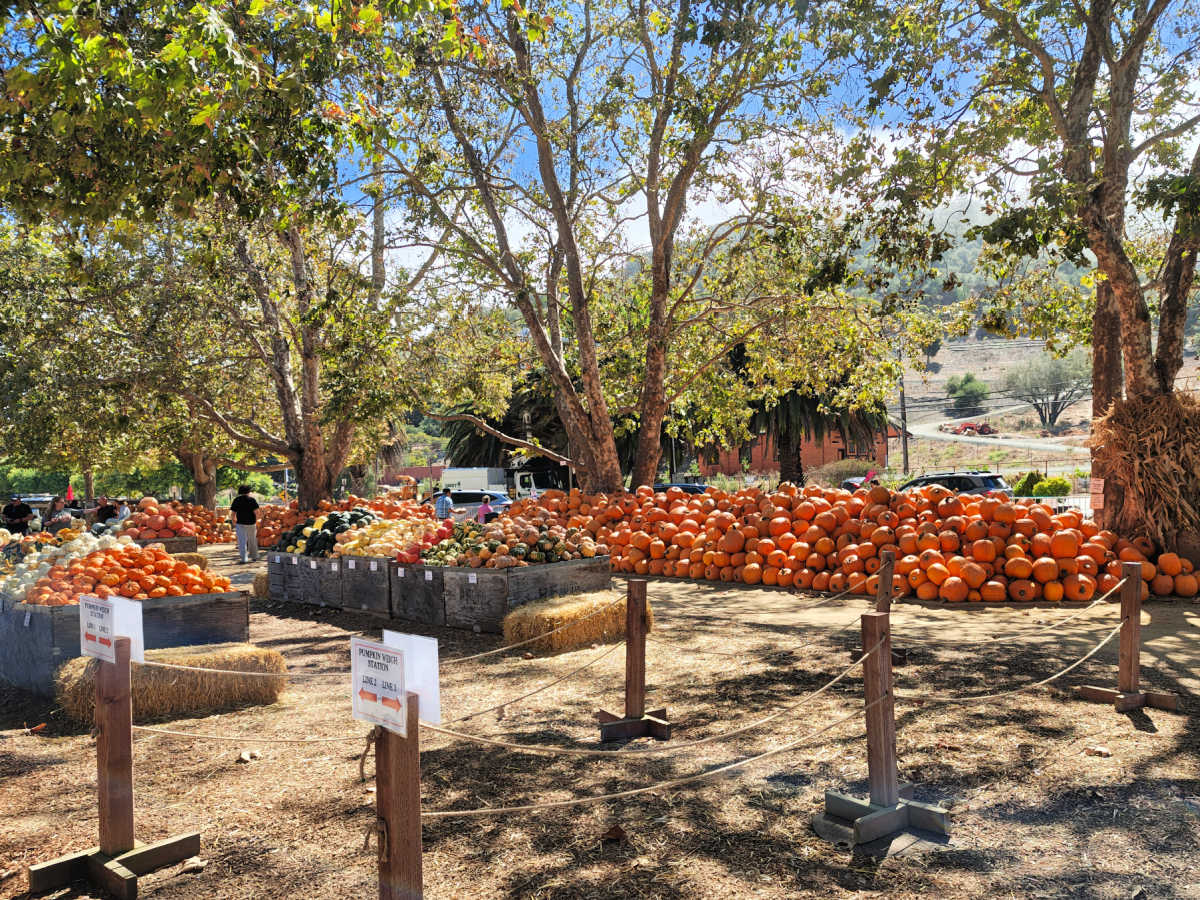 pumpkins and gourds for sale san luis obispo