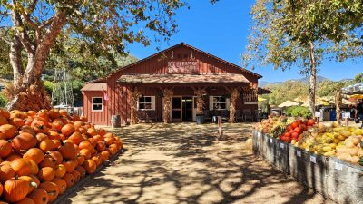 san luis obispo avila pumpkins