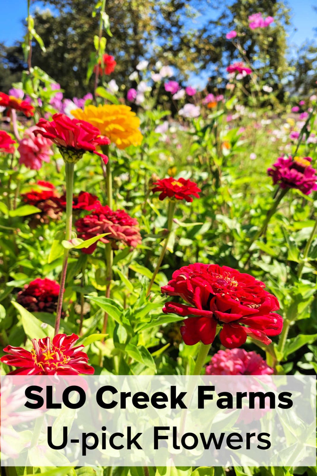 san luis obispo flower picking farm