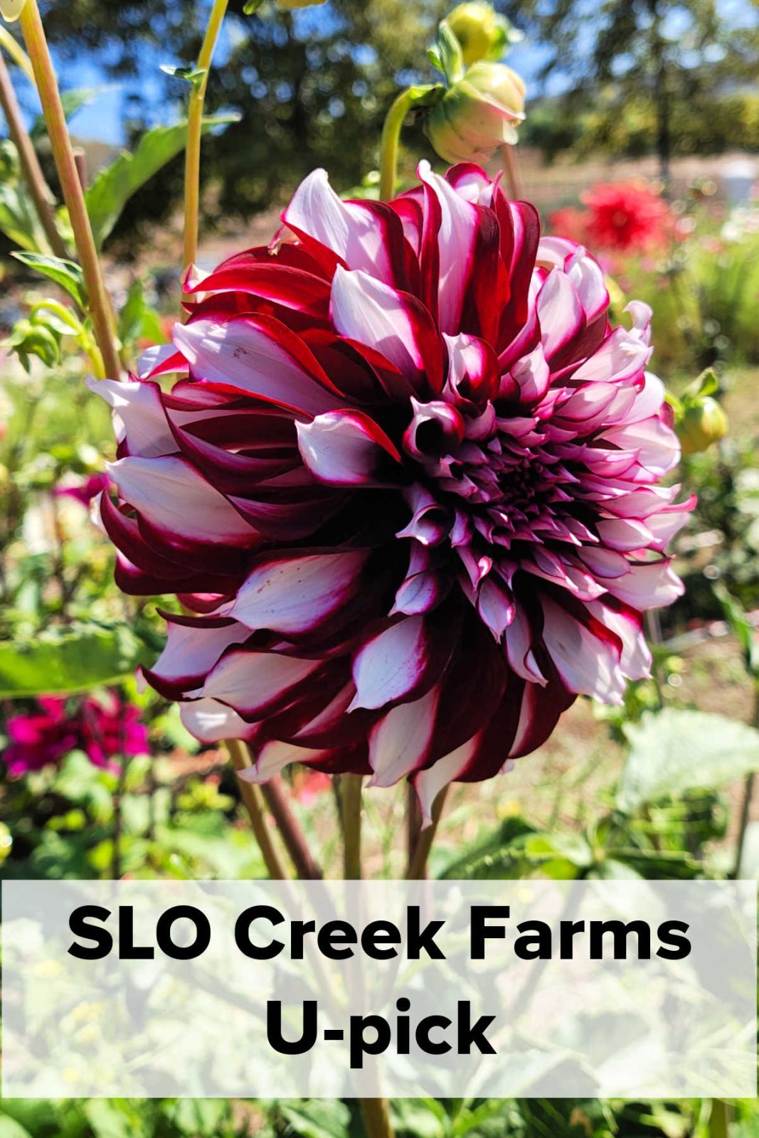 san luis obispo u-pick flowers