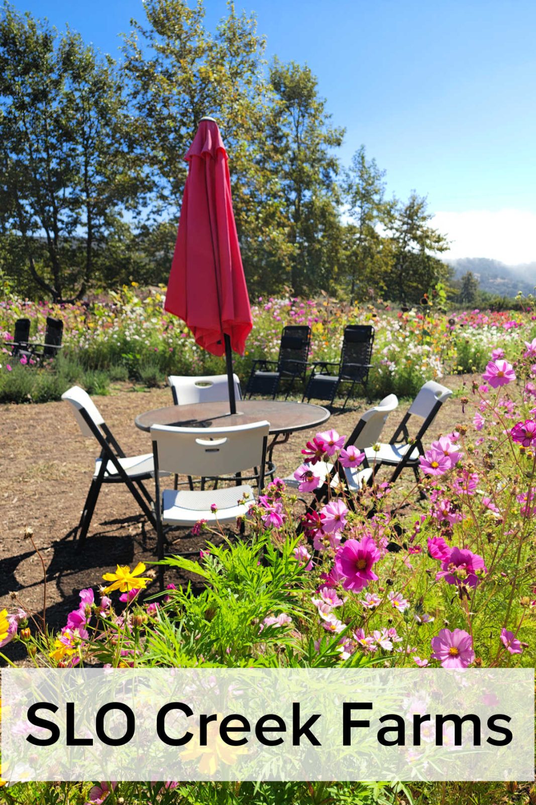 slo creek farms flower picking