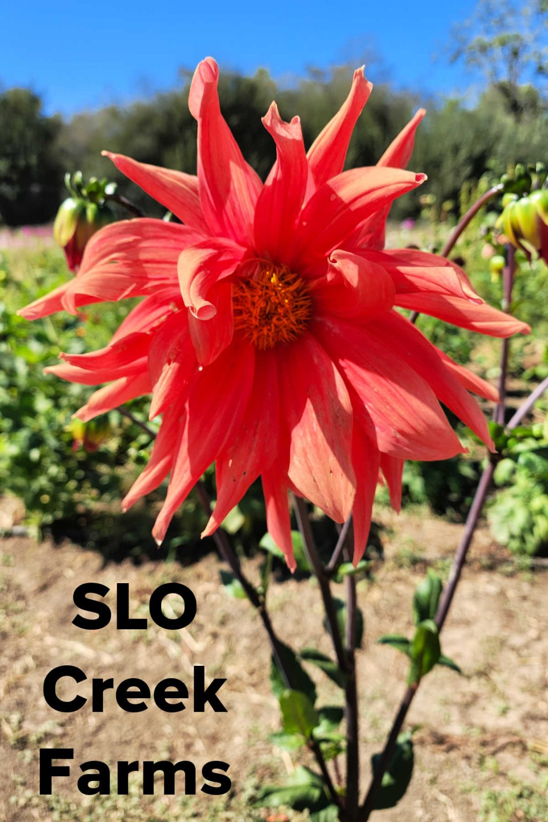 slo creek farms u-pick san luis obispo