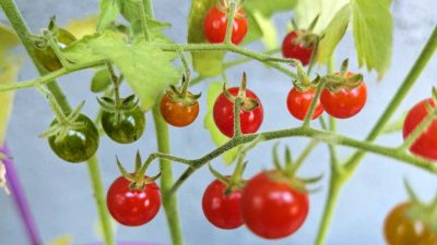 southern california tomato plant overwintered