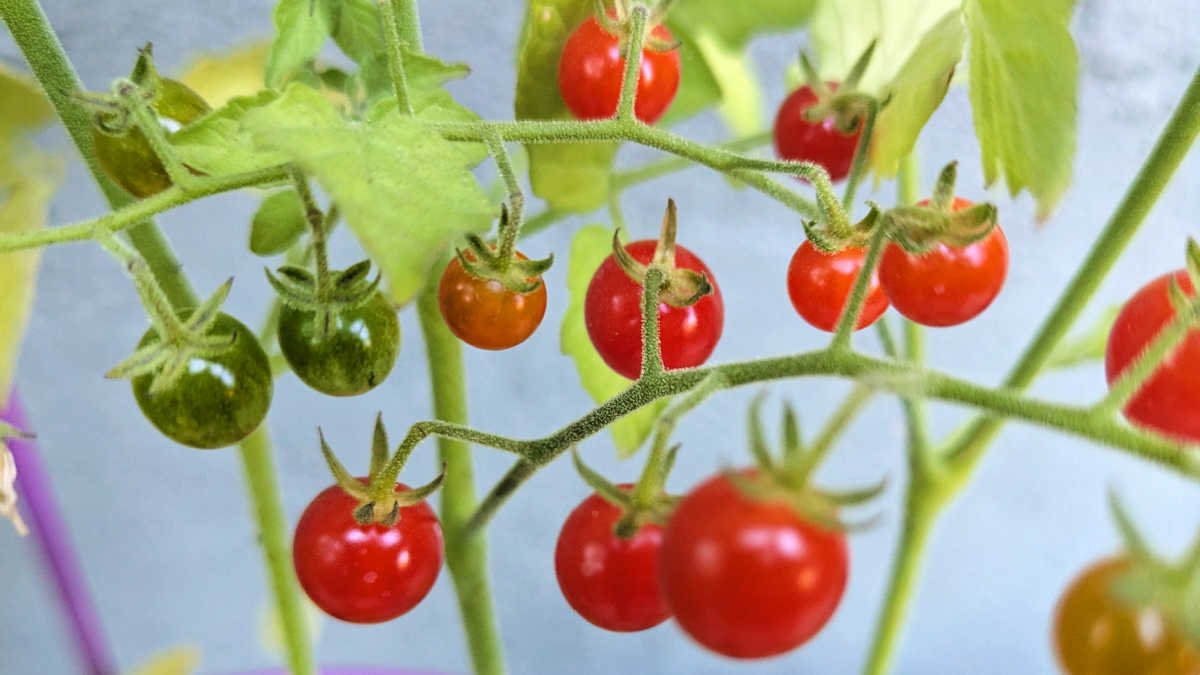 southern california tomato plant overwintered