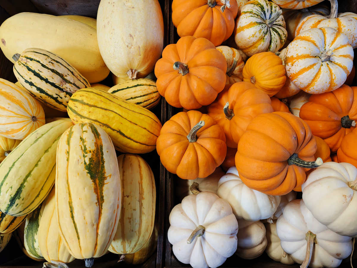 squash and pumpkins