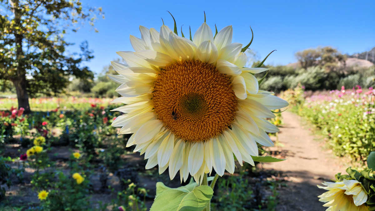 sunflower at slo creek farms