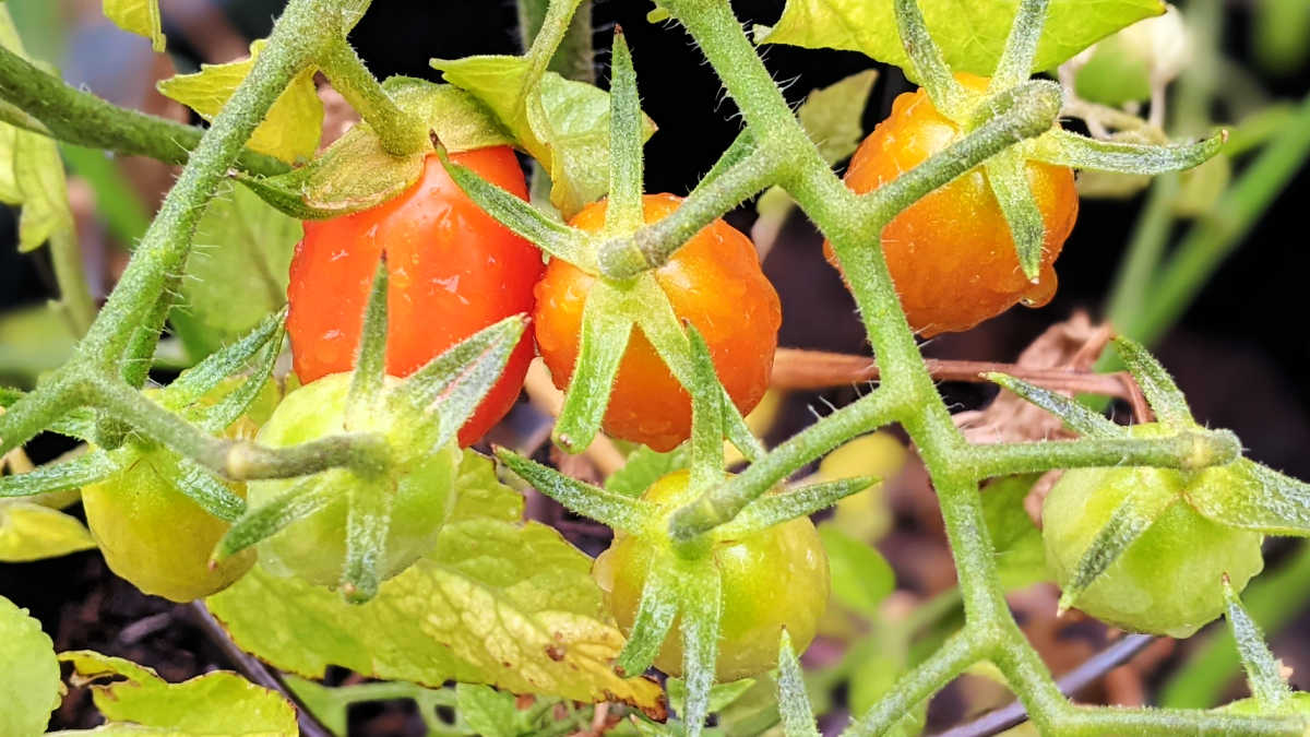 tomatoes zone 10b
