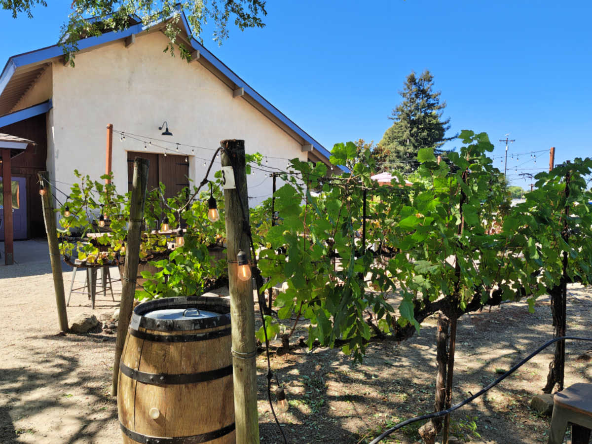vineyard and straw bale winery building