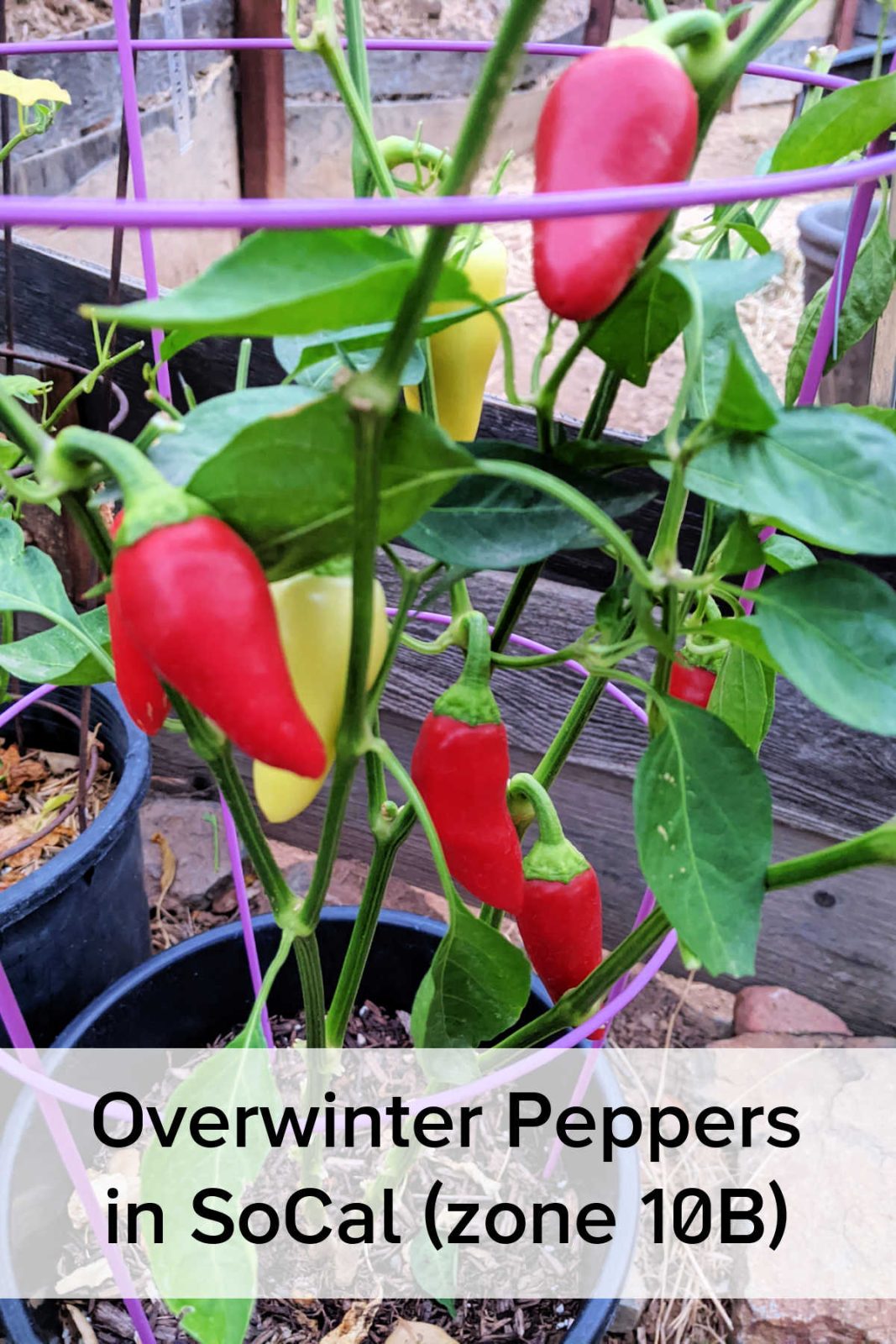 Discover how to easily overwinter tomatoes and peppers in Southern California (Zone 10b). Learn simple pruning, care tips, and how to get multi-year harvests without replanting.